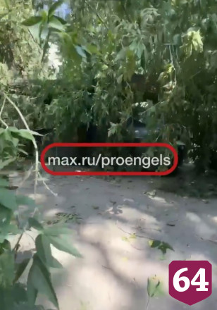В Энгельсе деревья повалило на провода и автомобили