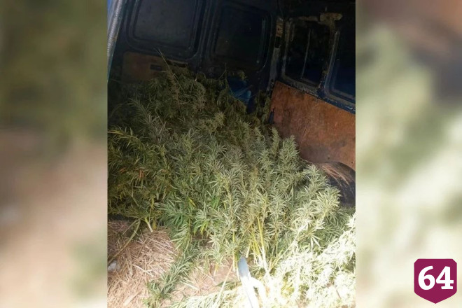 В «Газели» саратовца нашли 168 кустов конопли на зиму