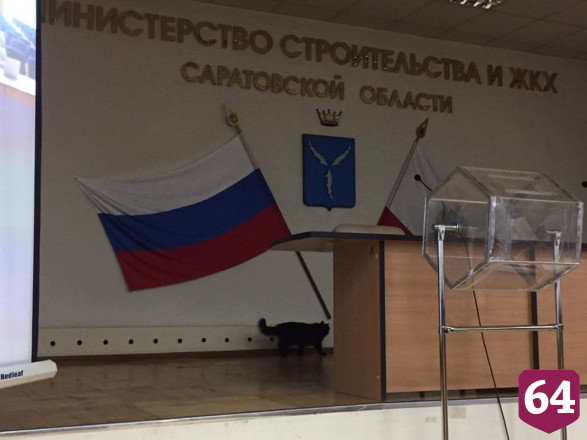 На совещание к дольщикам пришел кот и сел смотреть трансляцию 