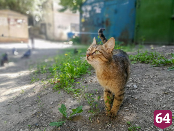 Жителей Саратова научили правильно фотографировать котиков