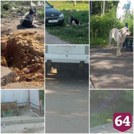 Саратовский поселок атакуют стаи бродячих собак