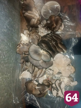 В Саратове десятками килограммов собирают грибы с деревьев