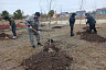 В детском лагере под Саратовом посадили липы и березы