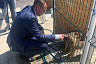 Выделены гранты на отлов бездомных собак в Саратовской области
