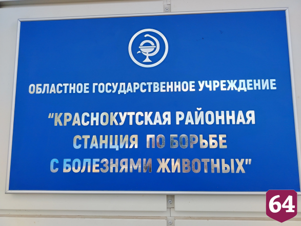 Полицейская овчарка пришла на вакцинацию к саратовским ветеринарам