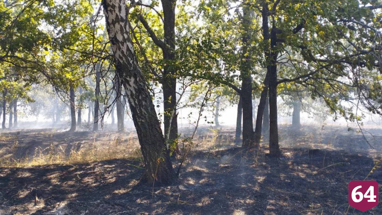 В Саратове огонь от травы перекинулся на лес