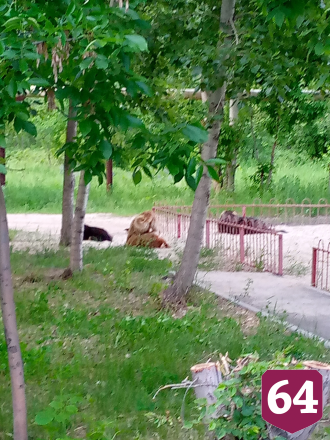 Бродячие собаки облюбовали детскую площадку в Саратове
