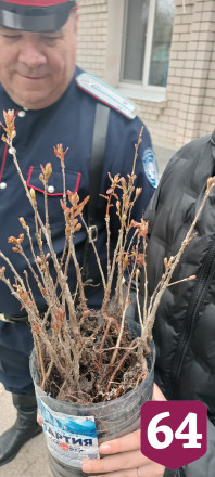 Жителям Саратовской области бесплатно раздают саженцы дубов