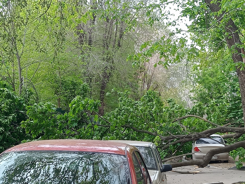 В Саратове старый клен рухнул на иномарку