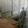 В Саратовской области рабочего насмерть засыпало зерном