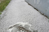 Град засыпал городские улицы 