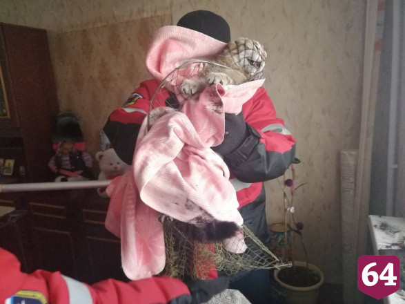 Саратовские спасатели поймали перепутавшего квартиры кота 