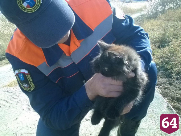 Спасатели вытащили упавшего в колодец котенка