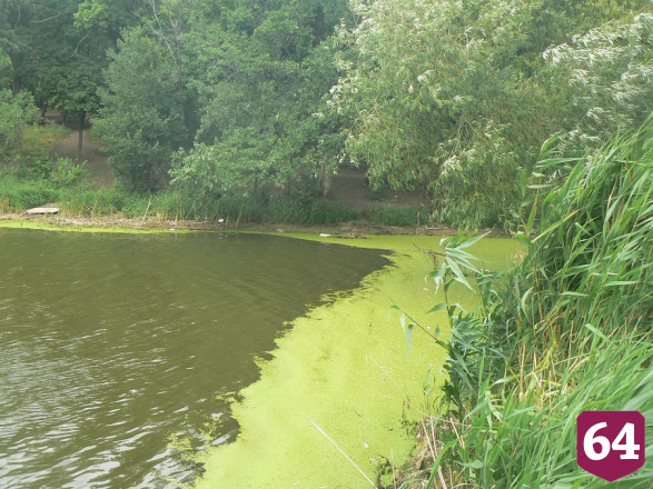 В саратовском пруду проверят воду после многочисленных жалоб
