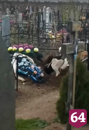 Бездомные собаки разрыли на кладбище свежую могилу
