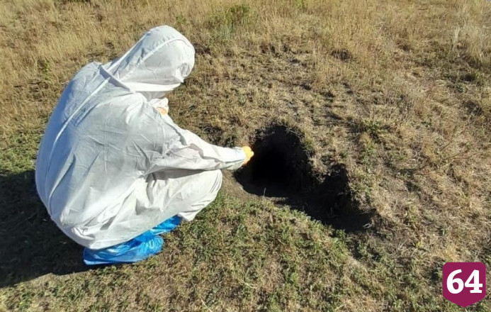 Саратовские ветеринары разложили 300 тысяч приманок с вакциной от бешенства