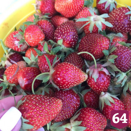 Саратовский министр растрогал читателей желтыми пионами
