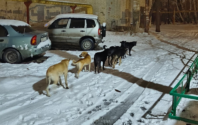Горожанка из-за стаи собак с трудом вышла из подъезда 