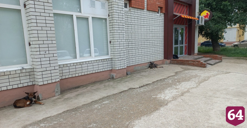 Саратовцы из-за бродячих собак обходят стороной мясные отделы