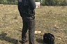 Прохожий нашел на дороге труп растерзанного быком пастуха 