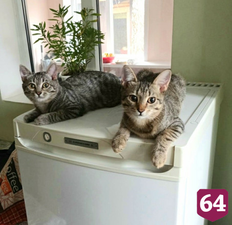 В Саратове ищут дом котятам из женского монастыря