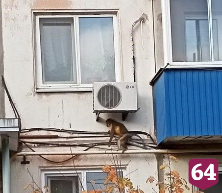 Под Саратовом ловили сбежавшую из дома обезьяну