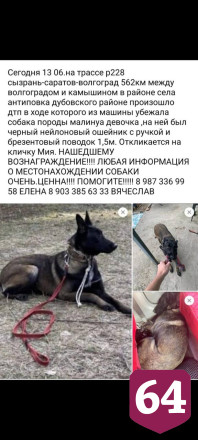 Собака саратовцев сбежала под Волгоградом после ДТП с зоотакси 