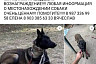 Собака саратовцев сбежала под Волгоградом после ДТП с зоотакси 