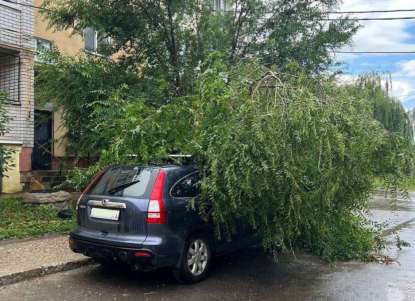 В Саратове деревья упали на автомобили и детскую площадку