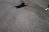 В Саратове от жизни в квартире спасли редкого черного ворона 