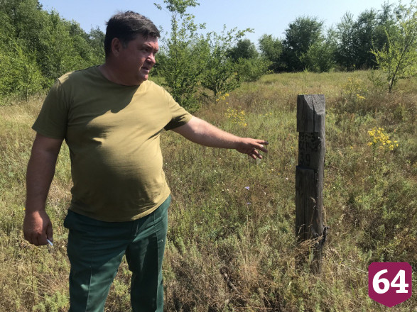 На горельнике под Саратовом вырастили молодой сосновый лес