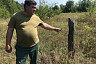 На горельнике под Саратовом вырастили молодой сосновый лес