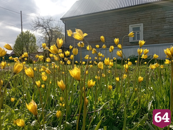 Соцсети украсили обсыпанные цветами меловые горы в Саратовской области
