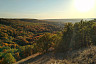 Осенью в Саратовской области цветут одуванчики и ромашки с розами