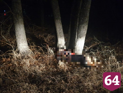 Пропавшую пенсионерку нашли под деревом мертвой