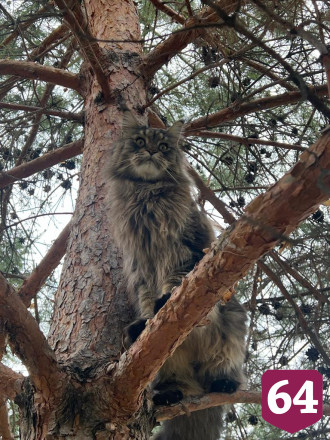 Кот саратовского министра охотился на белок