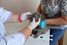 Саратовские ветеринары спасли кошку Стефанию после укуса в ухо