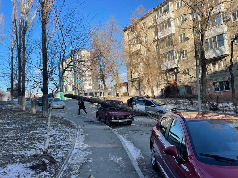 В Саратове дерево рухнуло на припаркованный внедорожник