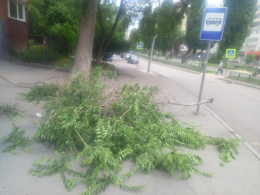 В центре Саратова упавшая ветка покалечила женщину
