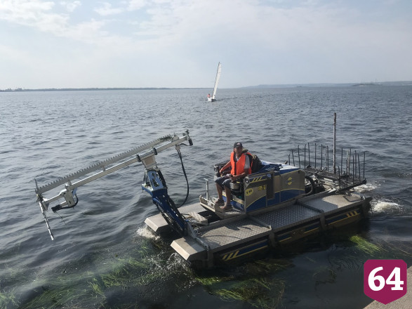 Волгу расчистили от водорослей и выпустили 21 тысячу мальков 