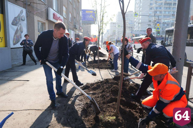 Губернатор высадил клены в центре Саратова