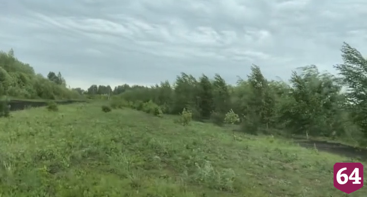 Вдоль дорог Саратова сделают «живую изгородь»
