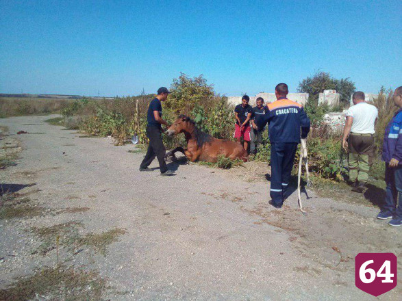 Спасатели вытащили упавшую в колодец лошадь Мерлин
