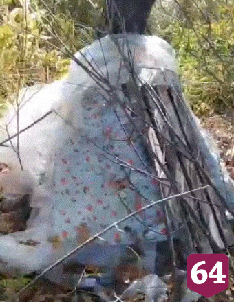 Саратовцы спасают кошку с котятами на обмелевшей Волге