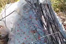Саратовцы спасают кошку с котятами на обмелевшей Волге