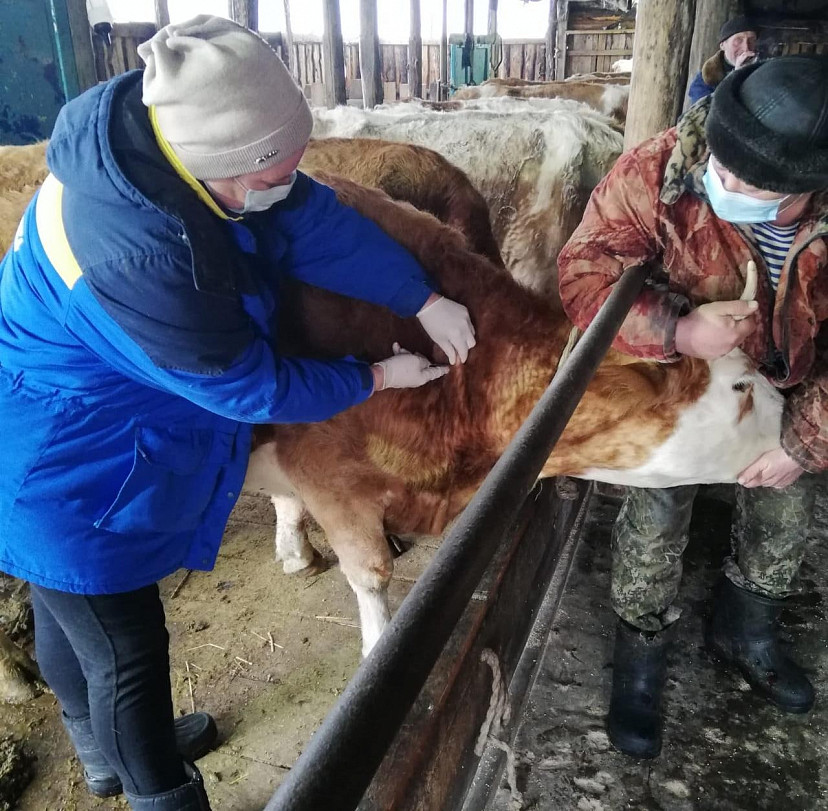 В Саратовской области от ящура вакцинировали 59% поголовья рогатого скота