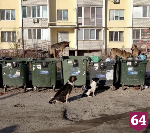 Стая бродячих собак оккупировала спальный район Саратова