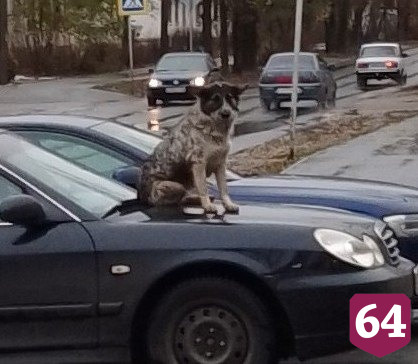Саратовцев рассмешил пес на капоте вместо сигнализации 