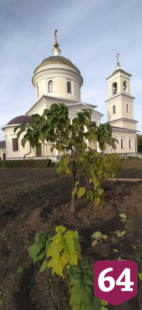 Священник создал у храма лесопитомник и раздает по Заволжью дубы