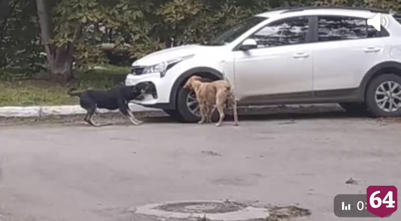 В Саратове собаки покусали кроссовер